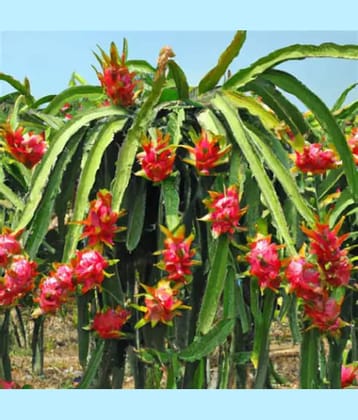 Live Dragon Fruit Plant – Edible Pitaya Cactus for Home & Garden  Dragon Fruit Cactus Plant – Fast-Growing, Fruit-Bearing