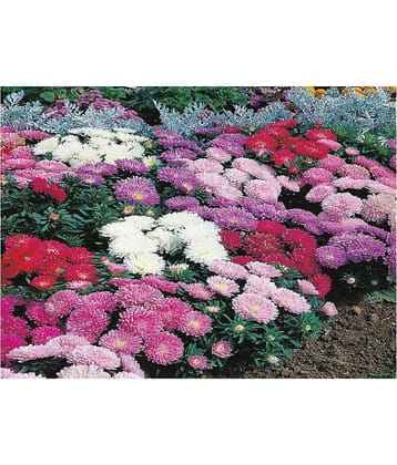COLOR MIX ASTER FLOWER 50 SEEDS PACK MORE THAN 10 COLORS PLANT SEEDS PACK WITH MANUAL