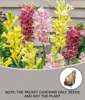 shivam organic seeds Garden Rajnigandha Double Flowering Fragrant Polianthes Tuberosa Flower Bulbs/Seeds ( mix - 5 Bulbs )