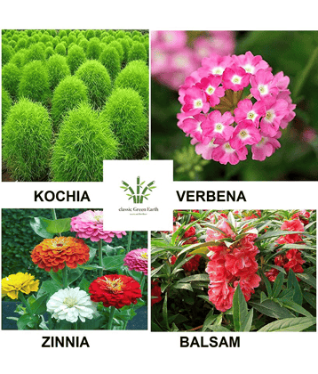 Kochia ,Balsam, verebena ,zinnia flower seeds 200+ seeds with growing cocopeat