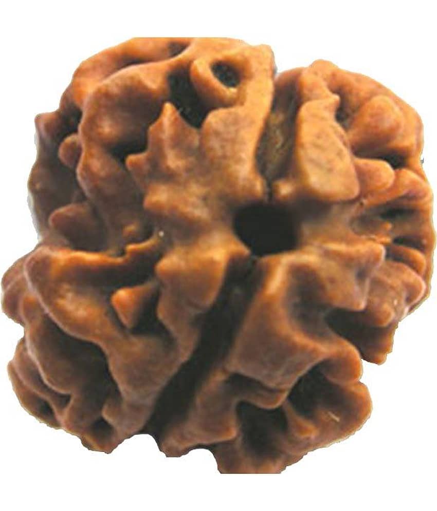 Shivansh Do Mukhi Certified Rudraksha