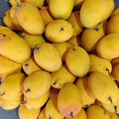 Family Standard Mango 1 Dozen Large Box