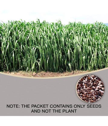 sky star agro & co. - Grass Seeds ( SUPER NAPIER GRASS SEED - 500 )