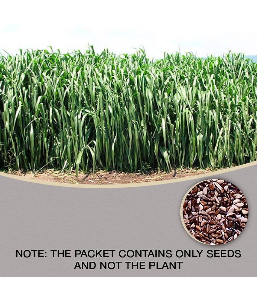 sky star agro & co. - Grass Seeds ( SUPER NAPIER GRASS SEED - 500 )