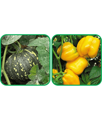 Aero Seeds Capsicum Yellow ( 30 Seeds) And Pumpkin ( 30 Seeds) Vegetable Seeds Pack
