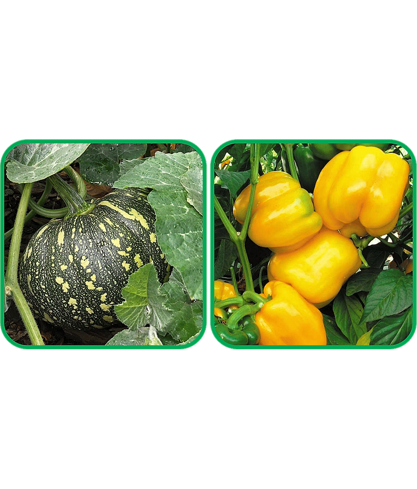 Aero Seeds Capsicum Yellow ( 30 Seeds) And Pumpkin ( 30 Seeds) Vegetable Seeds Pack