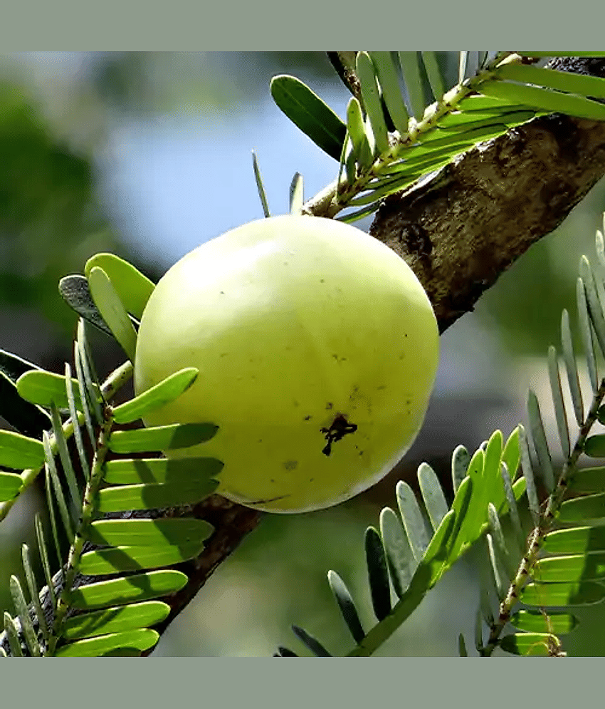 Jignisha Seeds Organic Amla Fruit ( 30 Seeds )