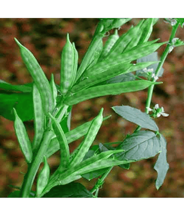 LiveNature Gwar Fali Vegetable ( 100 Seeds )