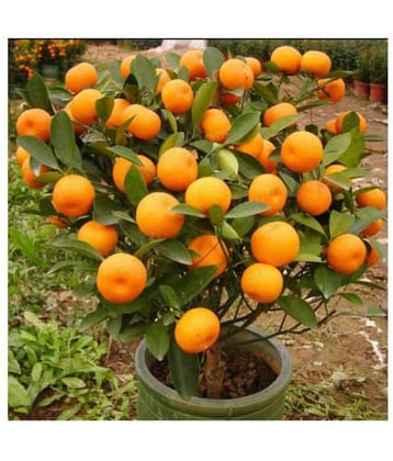 Matrix Dwarf 20 Pcs Hybrid Dwarf Orange Fruit Seeds