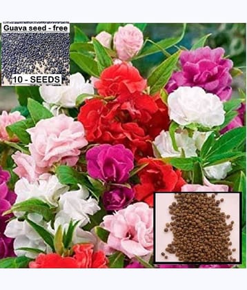 homeagro - Balsam Mixed Flower ( 25 Seeds )