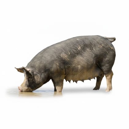 Live Swine Pig - 40 kg - One live pig