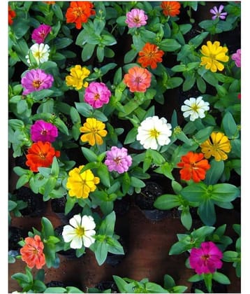 Hybrid Zinnia Flowe Plant Best Quality - 25 Seeds Per Pack