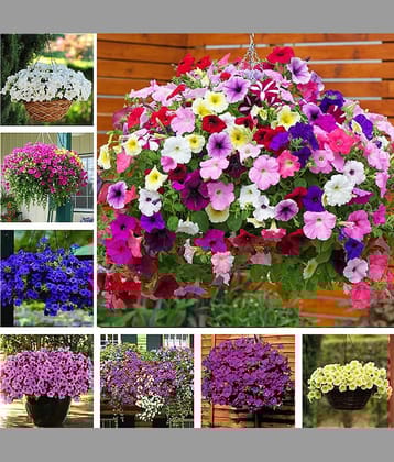homeagro - Petunia Mixed Flower ( 50 Seeds )