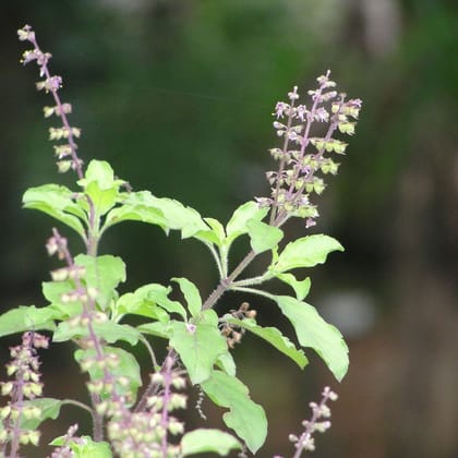 TULSI WINE 350 ml