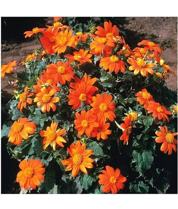 Raunak Seeds Omaxe Tithonia Torch Red, Avg 30-50 Seeds