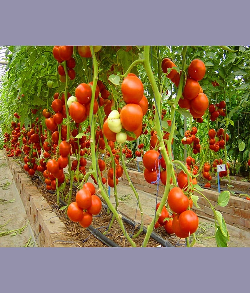 Hybrid Vegetable Seeds - 50