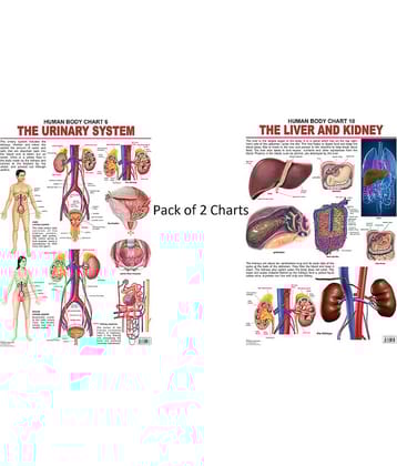 The Urinary System and The Liver & Kidney Laminated Chart - (Size 48 x 73 cm)