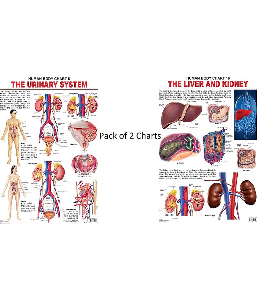 The Urinary System and The Liver & Kidney Laminated Chart - (Size 48 x 73 cm)