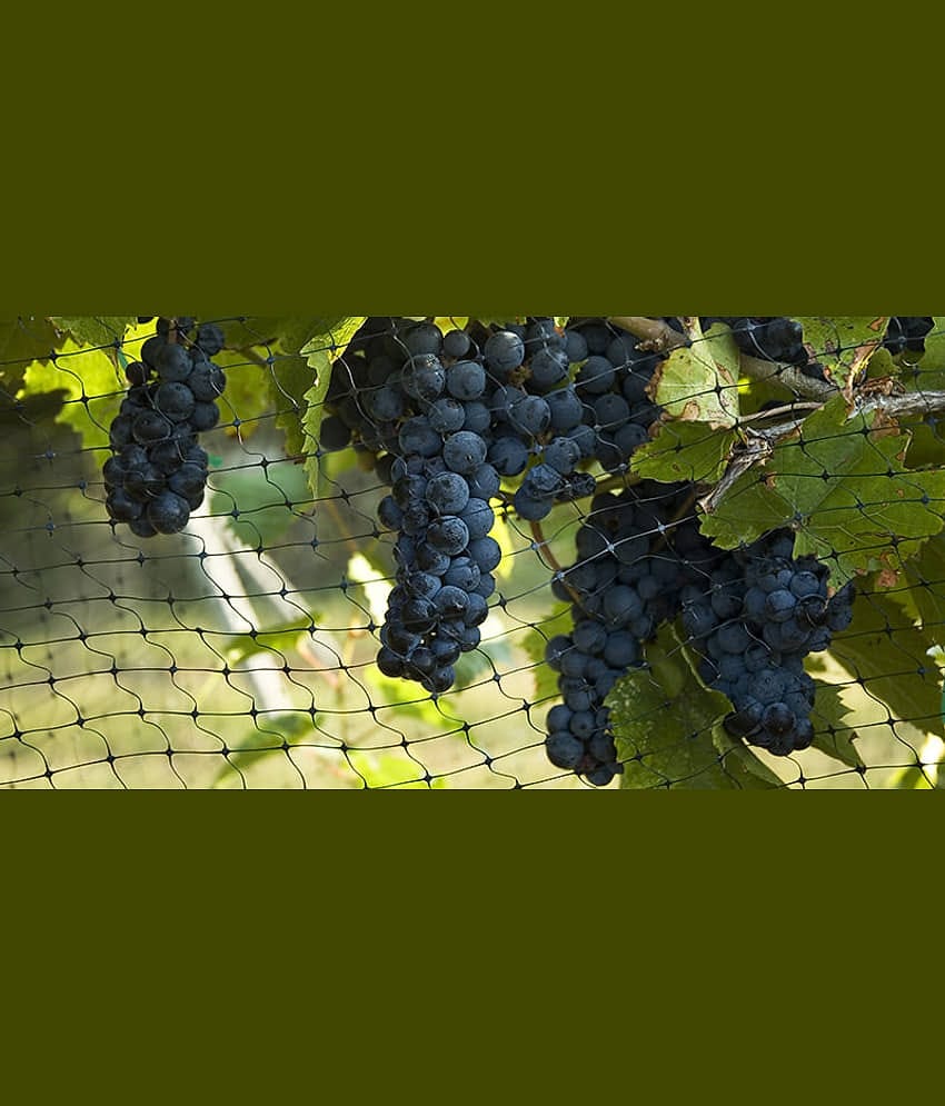 homeagro - Black Grape Fruit ( 20 Seeds )