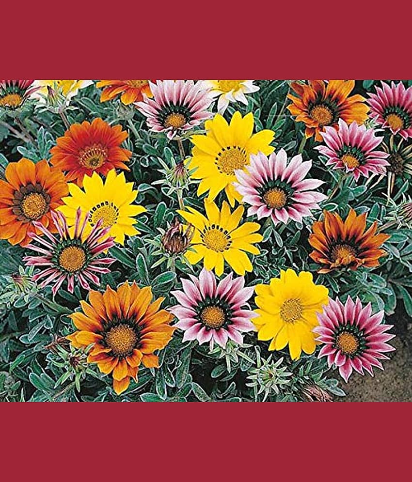 Gazania mix flower 30 seeds pack with free cocopeat and user manual