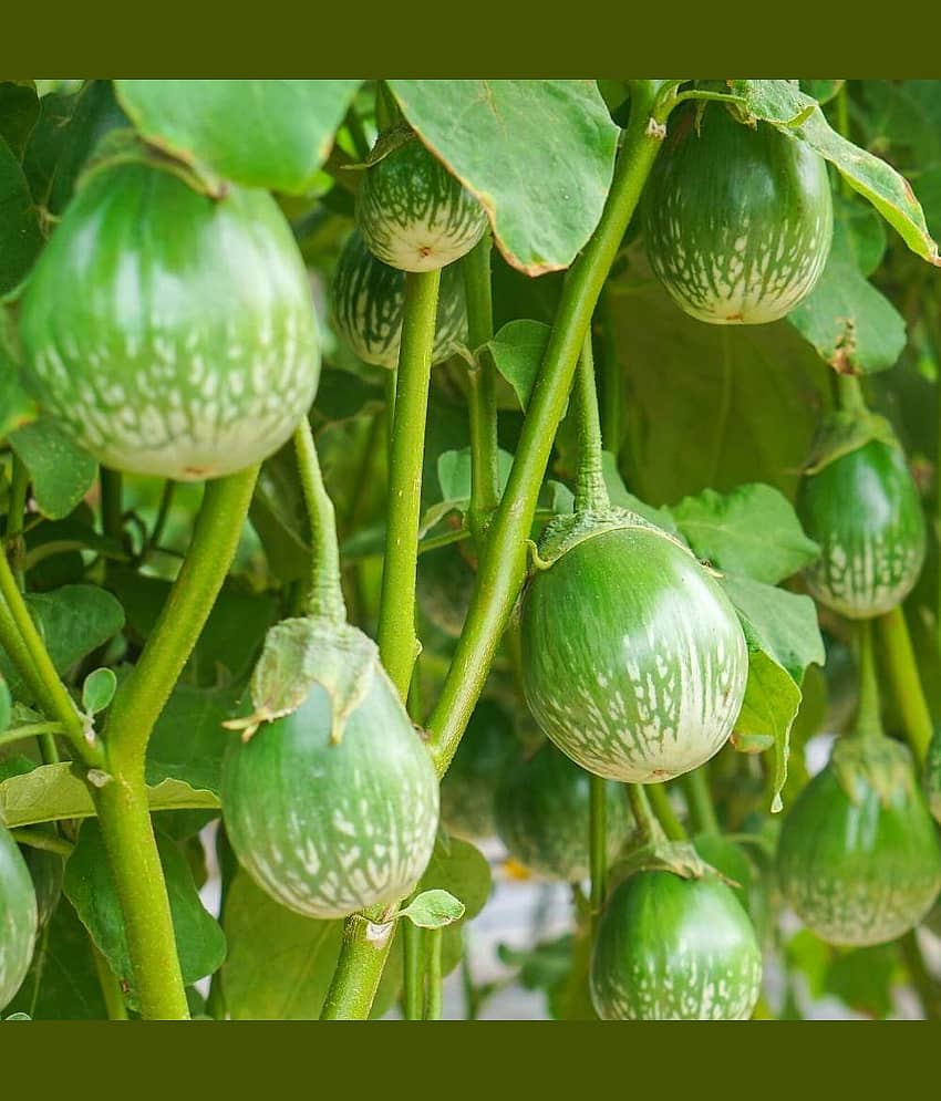 Jignisha Seeds Organic Brinjal Vegetable ( 50 Seeds )