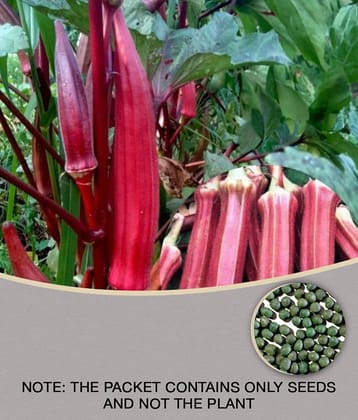 sky star agro & co. - Lady Finger Vegetable ( 50 Seeds )