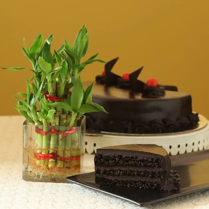 Truffle Cake N Two Layer Bamboo Plant