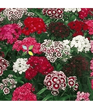 CLASSIC GREEN EARTH - Sweet William Flower ( 60 Seeds )