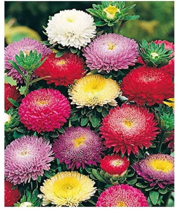 MIX COLOUR ASTER FLOWER 50 SEEDS PACK WITH COCOPEAT AND MANUAL