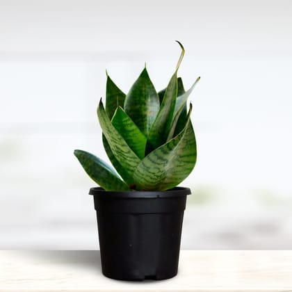Greenkin Snake Plant in Pot | NASA Recommended Air Purifying Plant Greenkin Snake Plant in Pot | NASA Recommended Air Purifying Plant