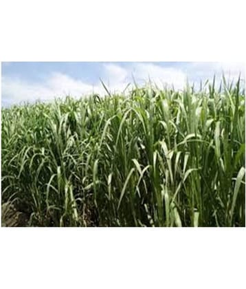 SUPER NAPIER GRASS SEED HIGH YiELD -6 GM (1500) SEEDS