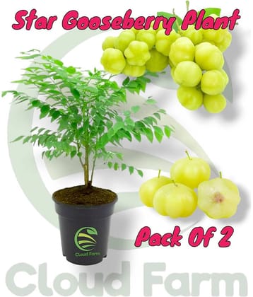 Cloud Farm Outdoor Fruit Plant ( Pack of 2 )