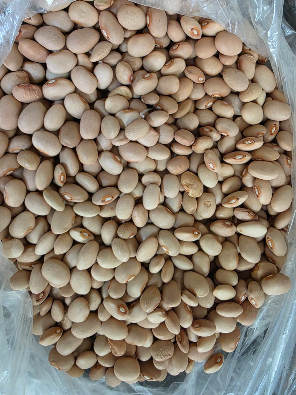 Rajma 500 G Pack Of 8