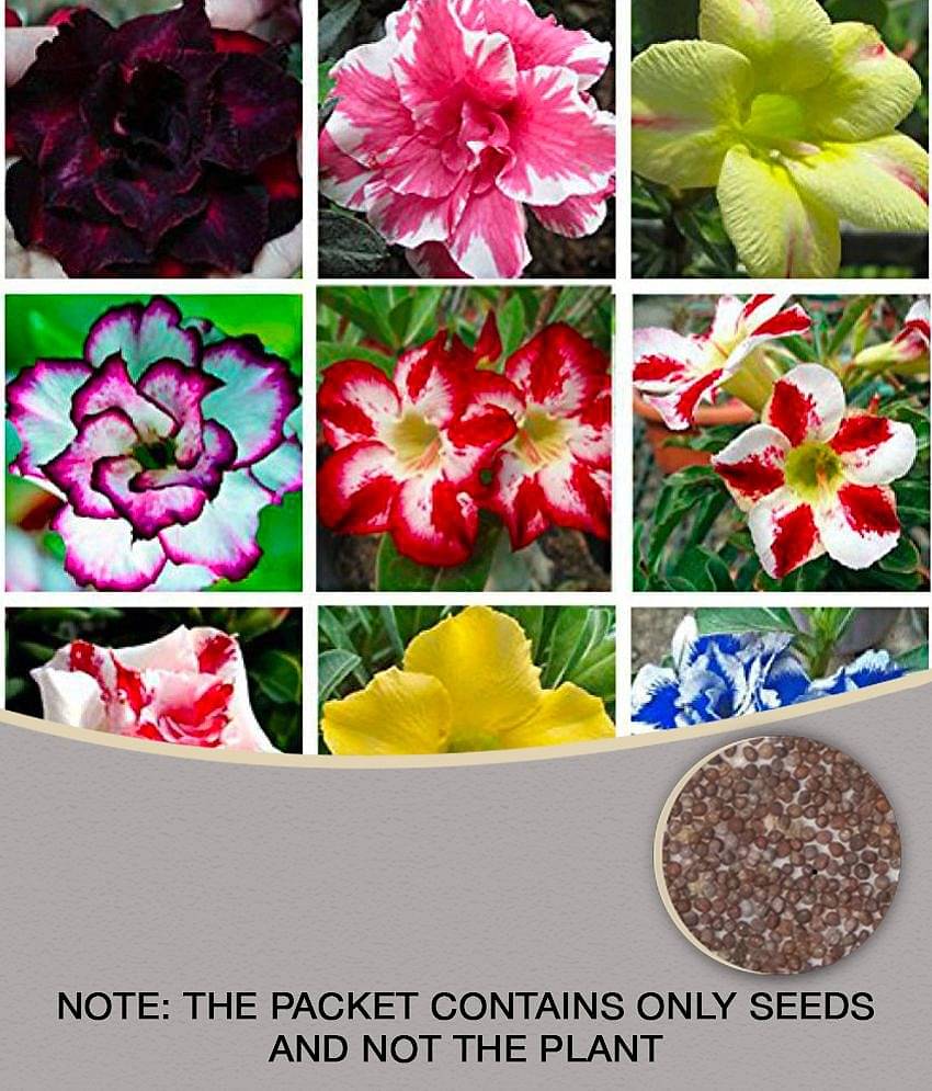 10 Seeds Hot Selling Adenium Obesum Desert Rose Mixed Varieties Genuine Seeds [M-Tech Gardens]