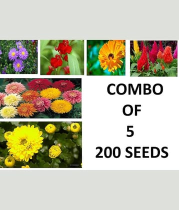 combo of 5 mix flower seeds aster balsam calendula Celosia chrysanthemum 10 seed each with coco peat and growing soil