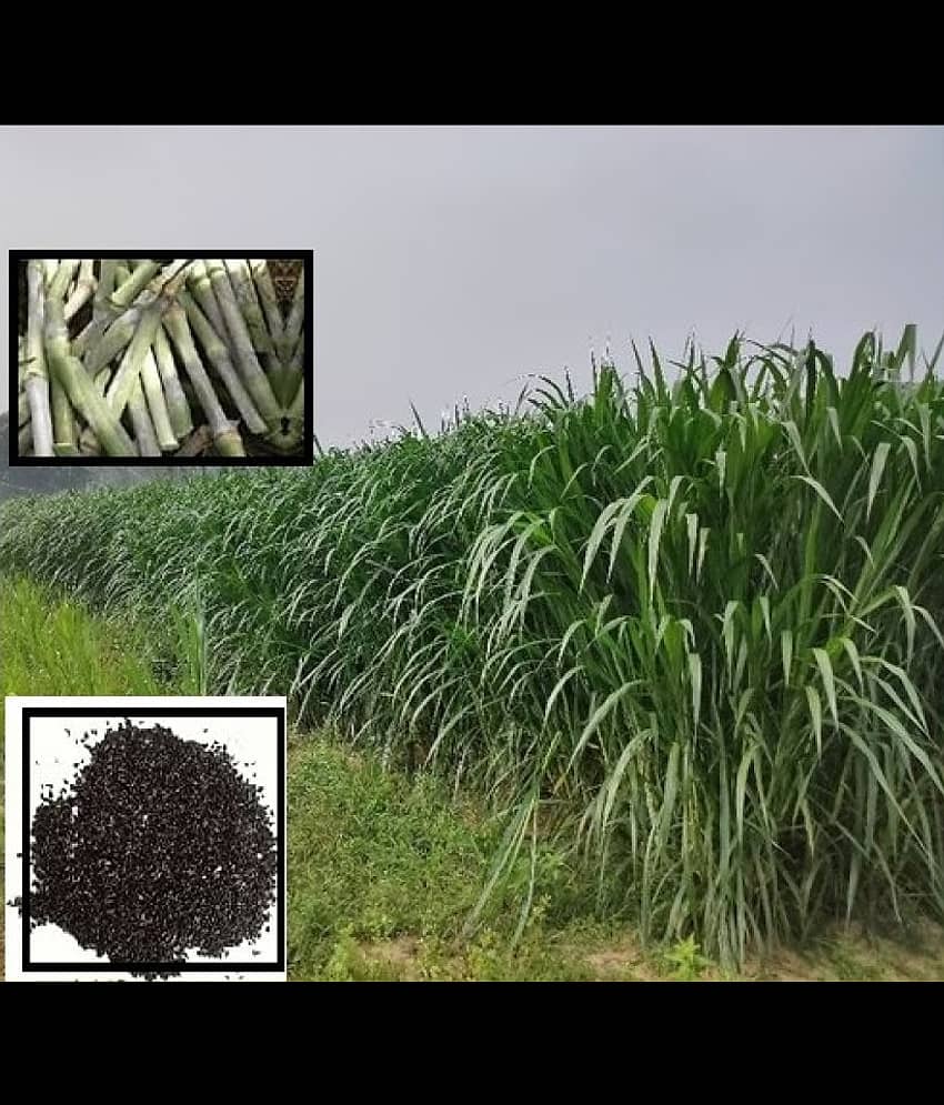 SUPER NAPIER Grass seed - 500 seeds/Pack, FOR OUTDOOR GARDENING USE FOR ANIAMAL FOOD Instruction Manual Inside Package