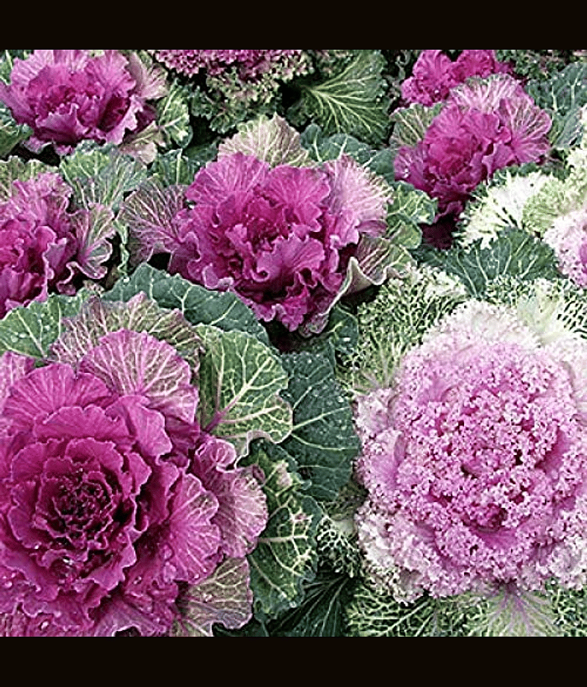 Vedhahi Ornamental Kale Flower Flower ( 20 Seeds )