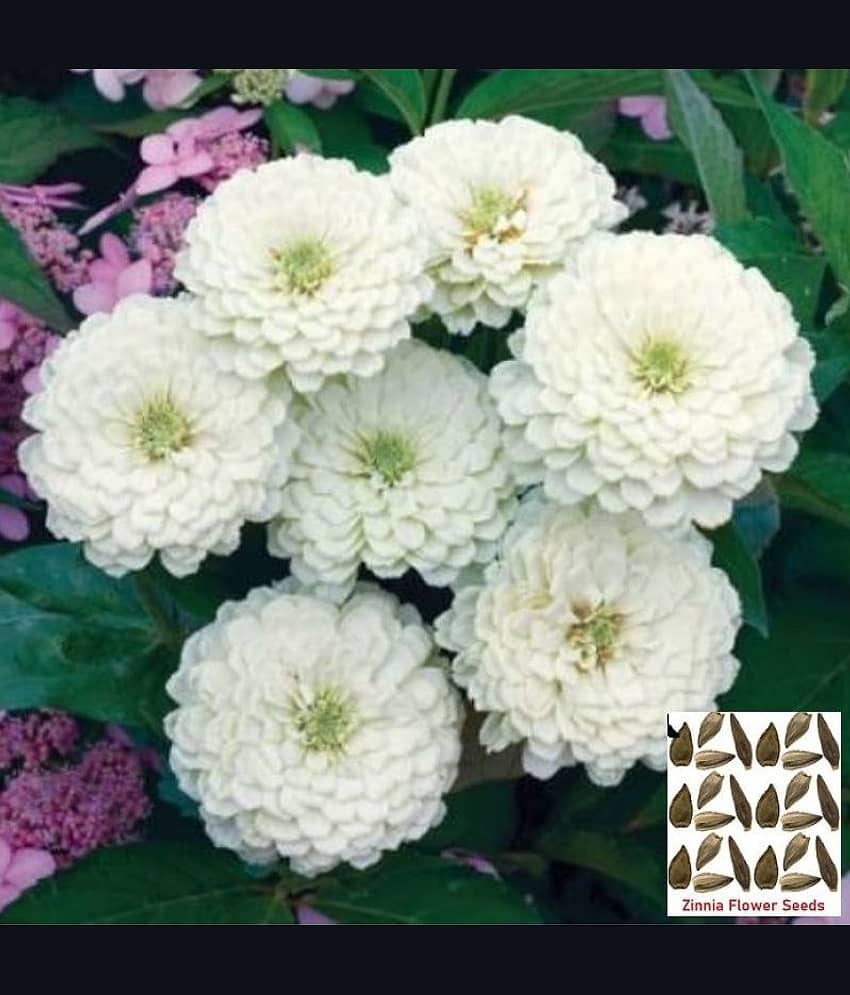 homeagro - Zinnia Mixed Flower ( 25 Seeds )