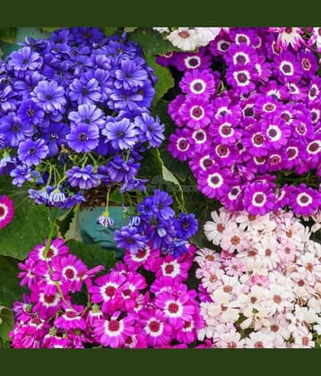 LiveNature Cineraria Mixed Flower Seeds | Outdoor Flower Plant Seeds | Best For Home Garden & Terrace – 50 Seeds