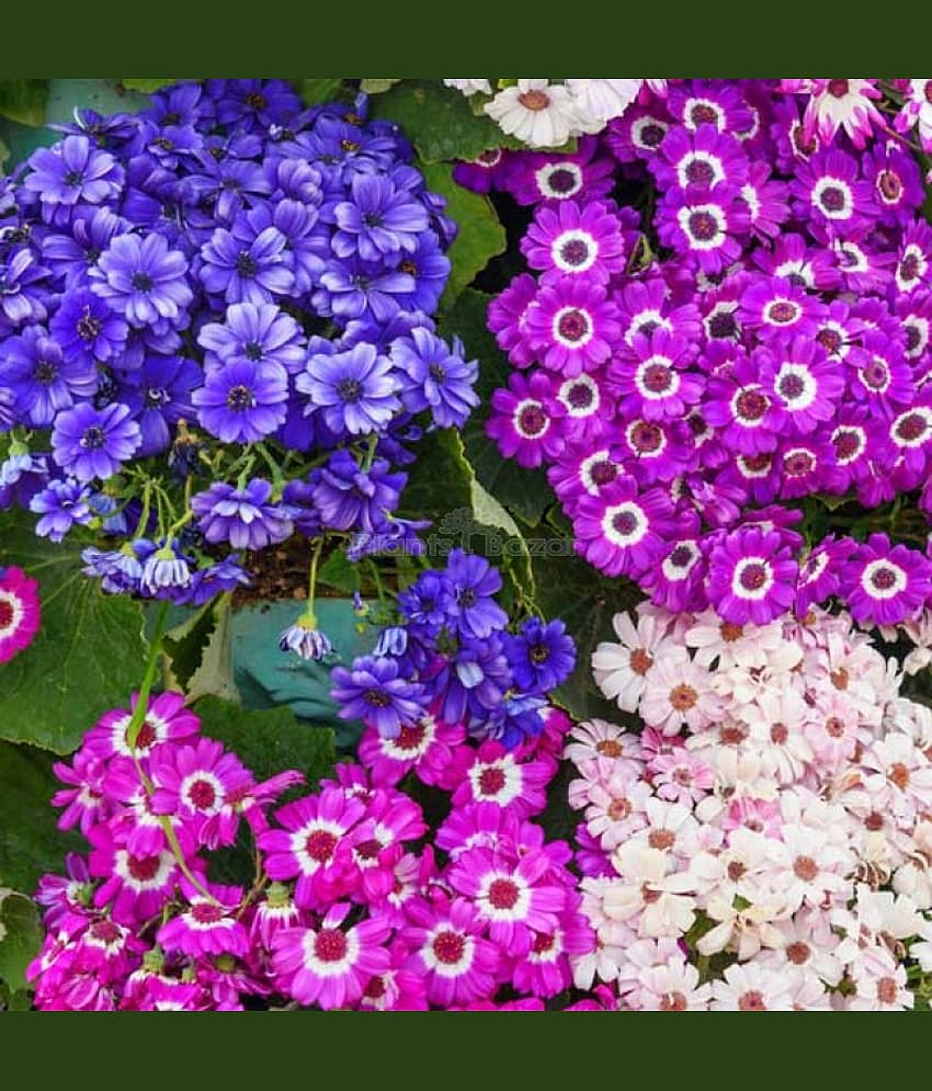 LiveNature Cineraria Mixed Flower Seeds | Outdoor Flower Plant Seeds | Best For Home Garden & Terrace – 50 Seeds