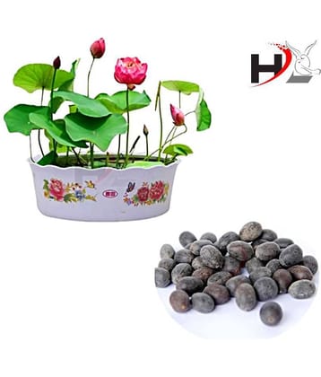 Health Life Seed's HL-Best Quality Lotus Flower Seeds Mix Colors Seeds / Kamal Gatta Seed - Kamal Gata Seed For Home Garden Free Supporting & Instruction Manual