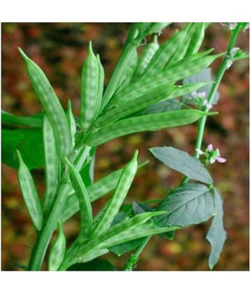 Jubilant Guar Beans Seeds (50+ Seeds)