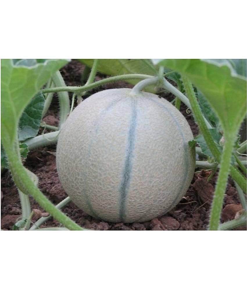 muskmelon plant seeds