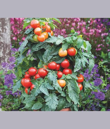 homeagro - Tomato Vegetable ( 100 Seeds )