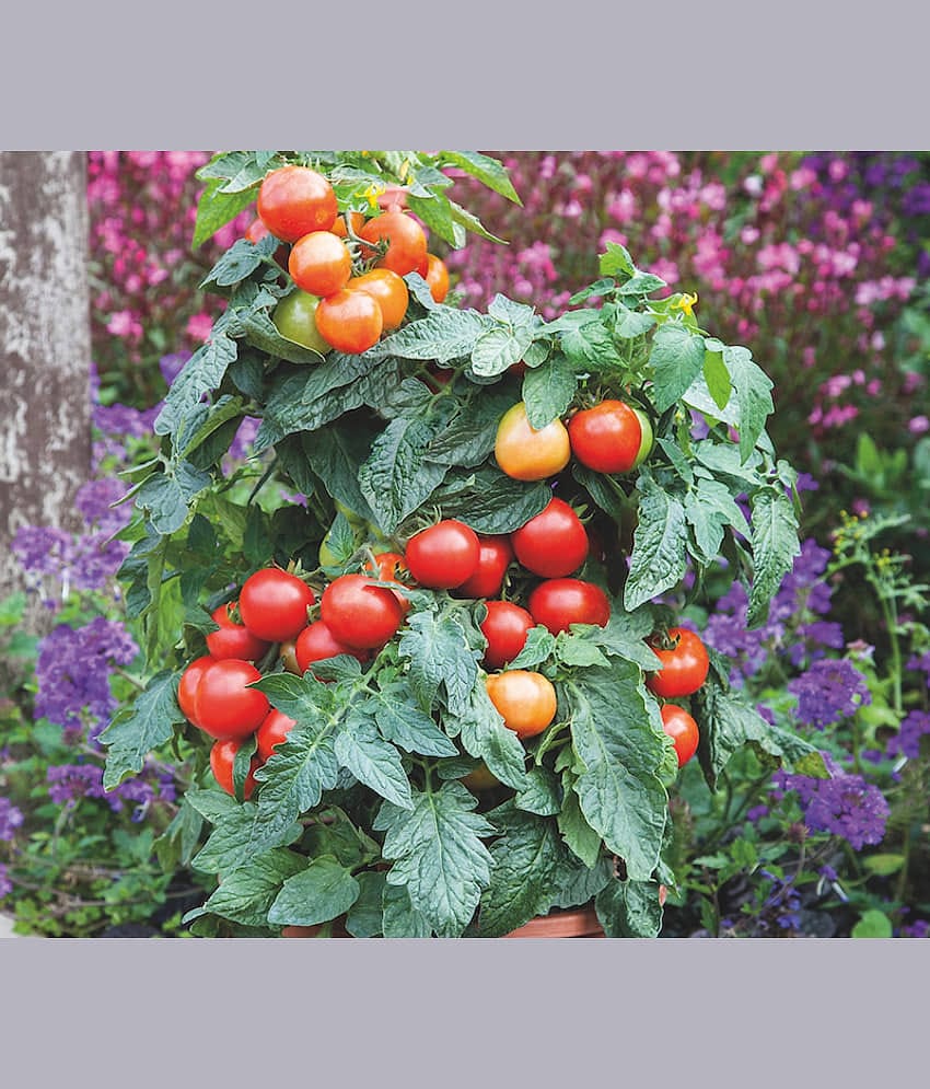 homeagro - Tomato Vegetable ( 100 Seeds )