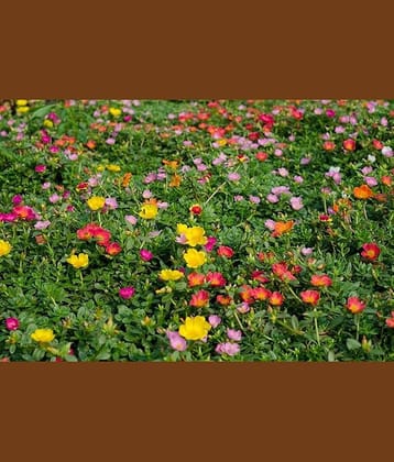PARTHVA SEEDS Portulaca Flower ( 200 Seeds )