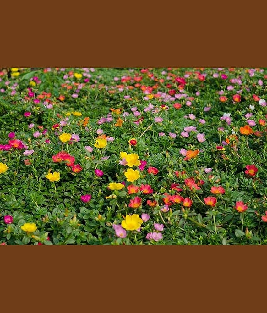 PARTHVA SEEDS Portulaca Flower ( 200 Seeds )