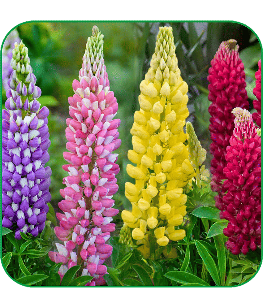Aero Seeds lupin Pack of 50 Seeds