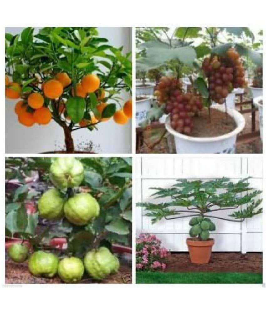Gardens Dwarf 20 Fruit Seeds Combo (Orange, Guava, Grapes & Papaya)