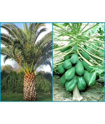homeagro - Combo of Areca palm Plant ( 5 Seeds ) and Papaya F1 Hybrid Fruit ( 50 seed )